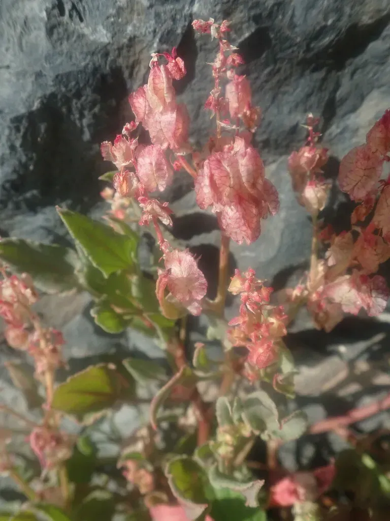 Rumex Simpliciflorus