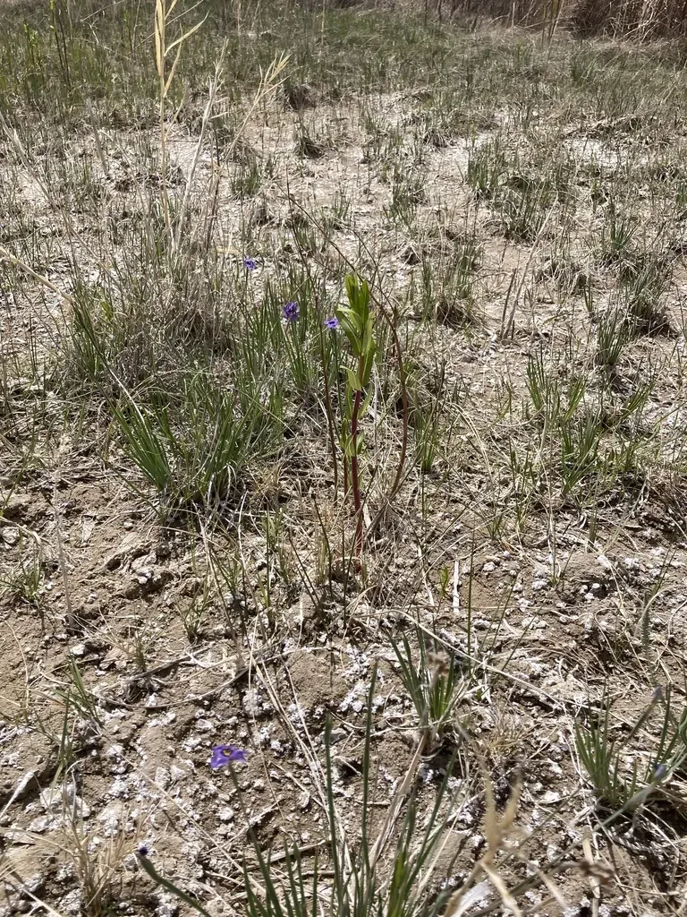 Nevada Blue-eyed Grass