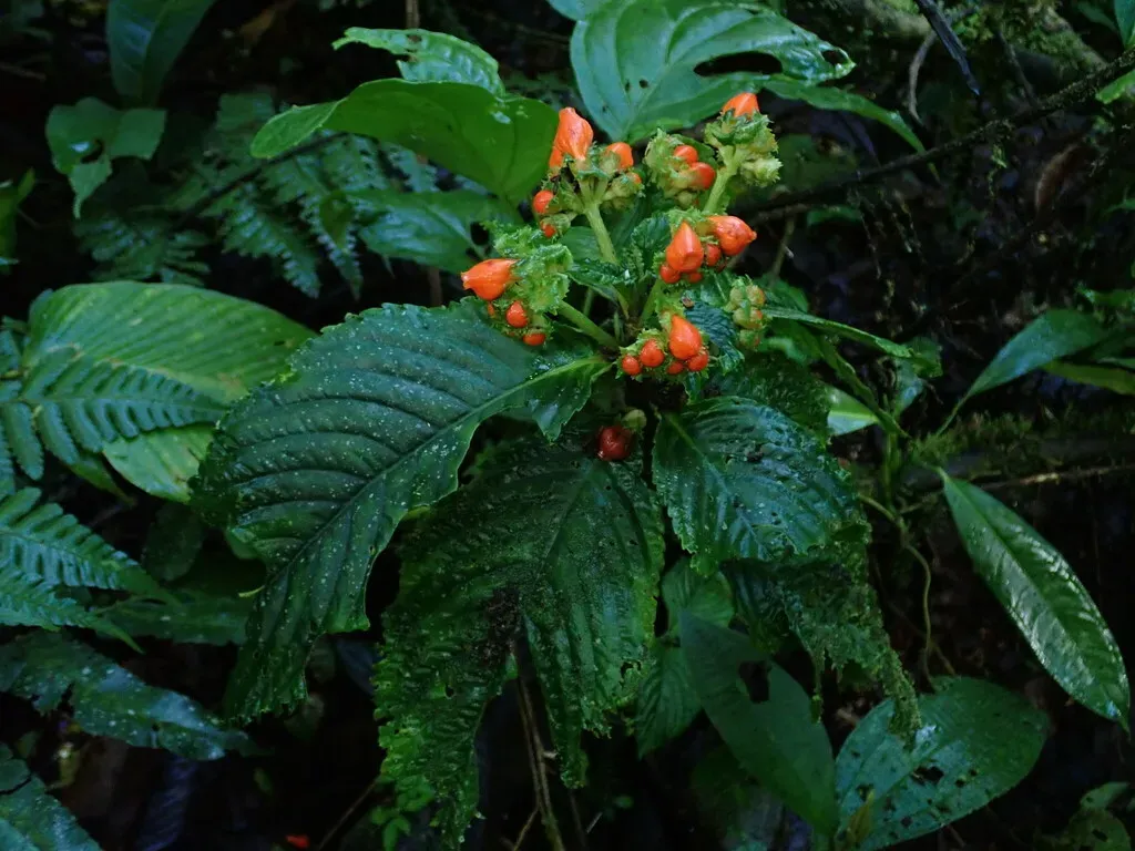 Gasteranthus Corallinus