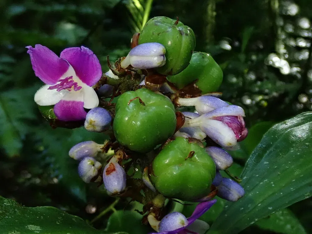 Dichorisandra Villosula