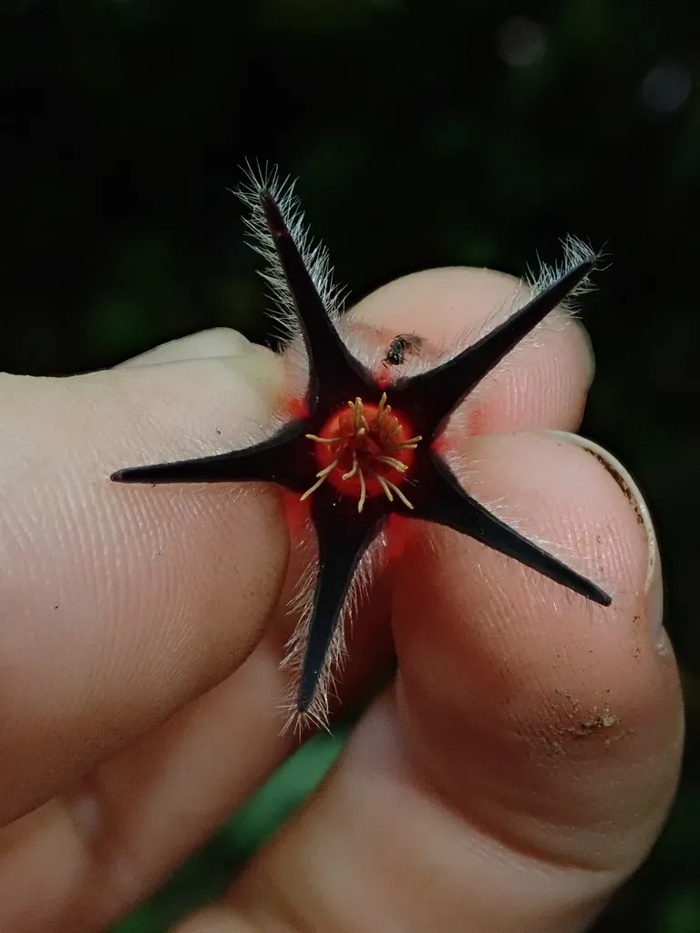 Ceratostema Lanigerum