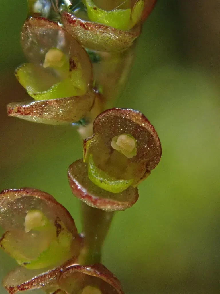 Pleurothallis Divaricans