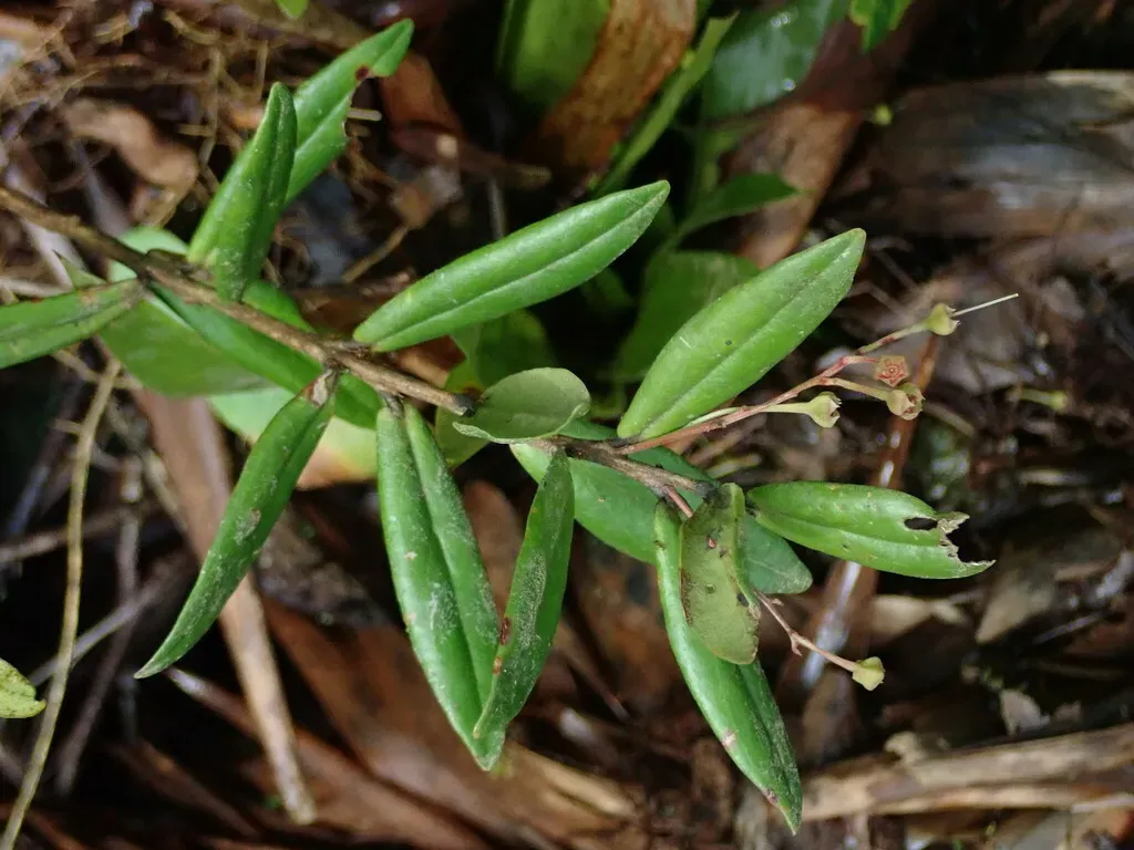 Anthopterus Schultzeae