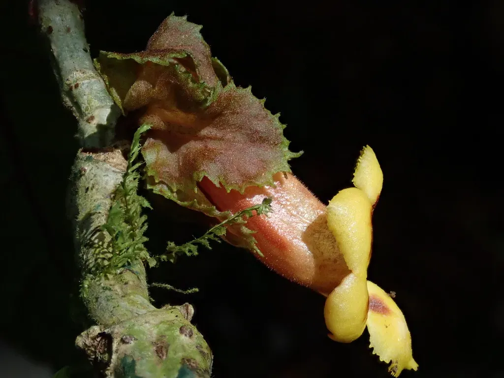 Drymonia Macrophylla