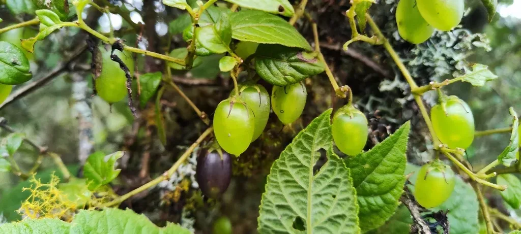Salpichroa Sanmiguelina