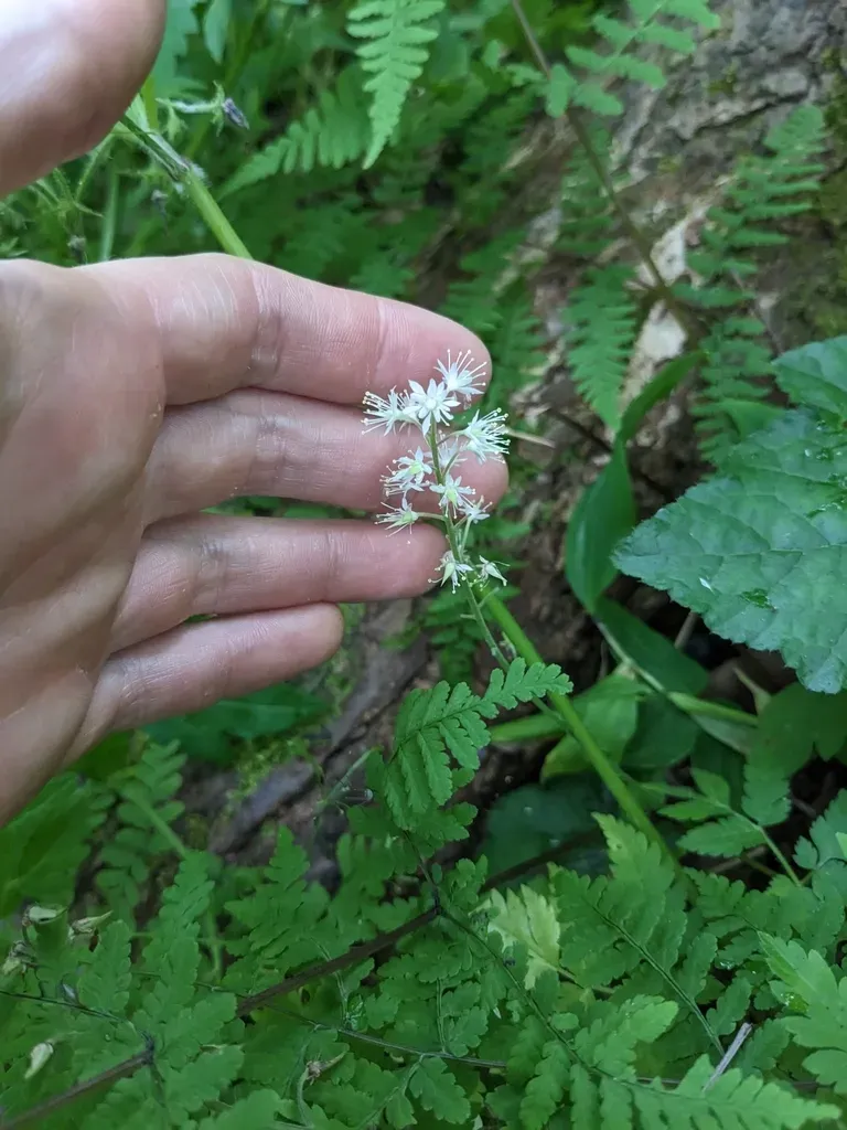 Wherry's Foamflower