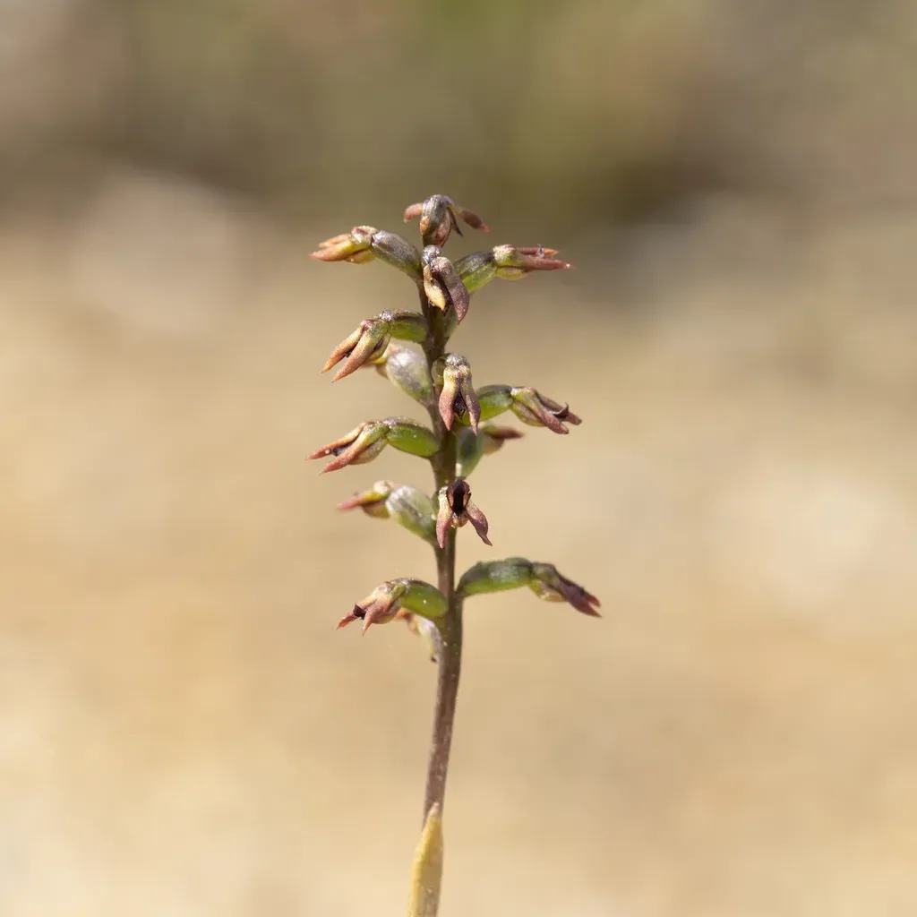 Rufous Midge Orchid
