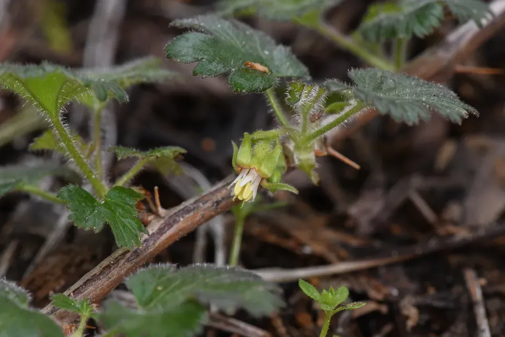 Sequoia Gooseberry