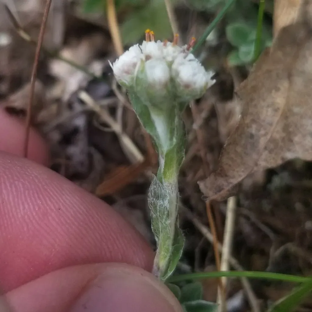 Shale Barren Pussytoes