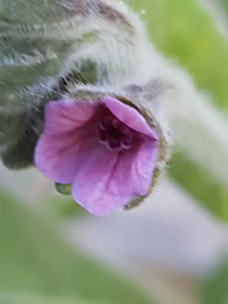 Cynoglossum Dioscoridis