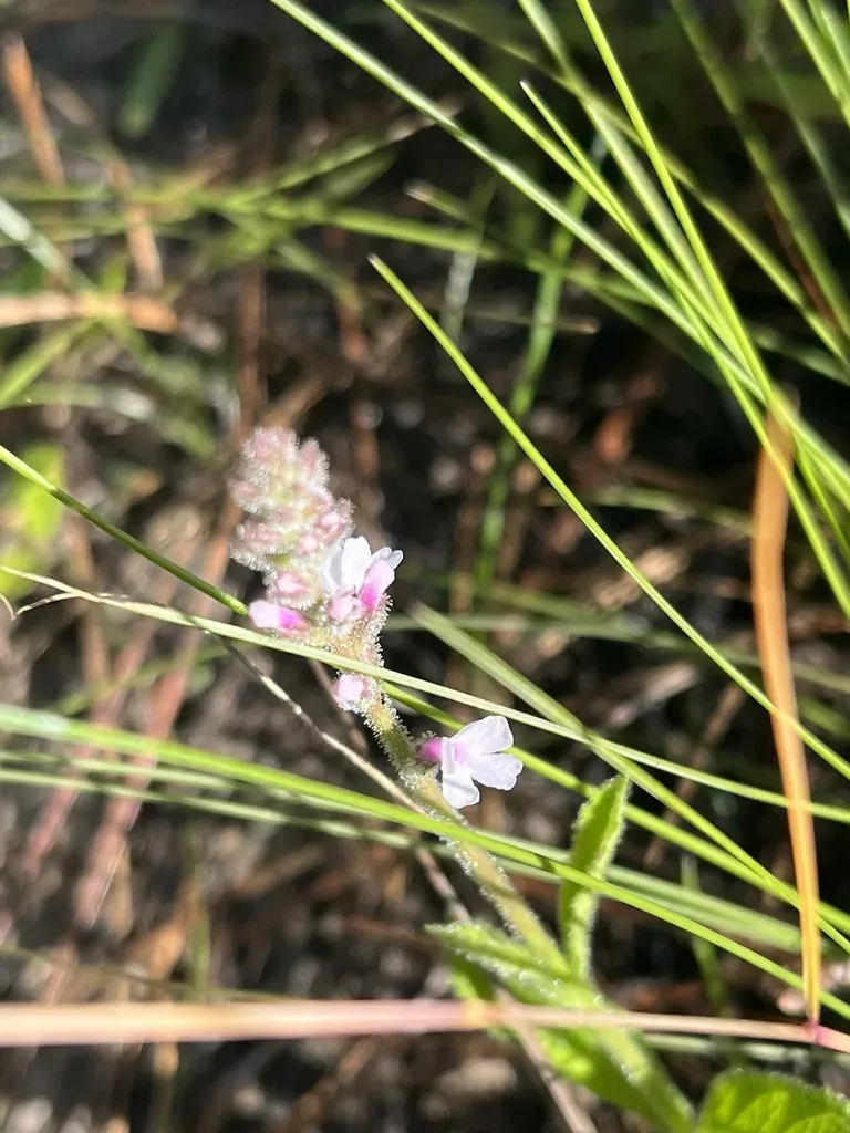 Carolina Vervain
