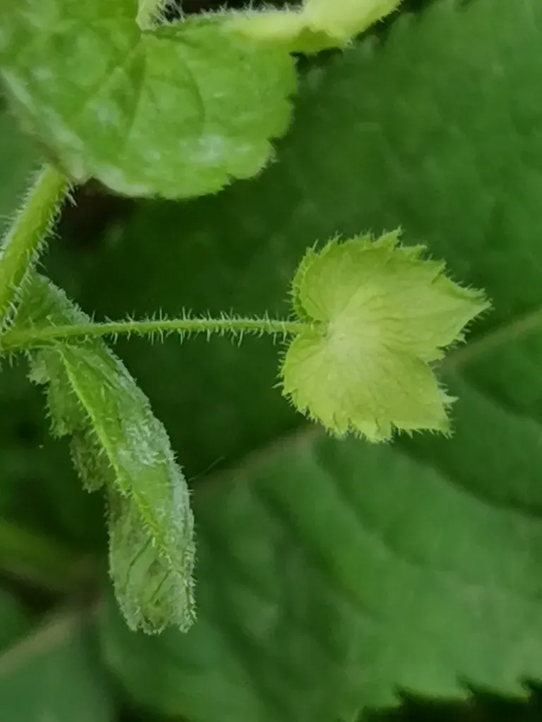 Crested Field-speedwell