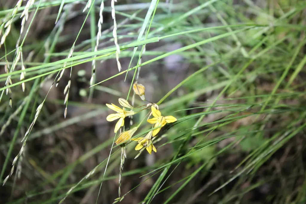 Coast Range Triteleia