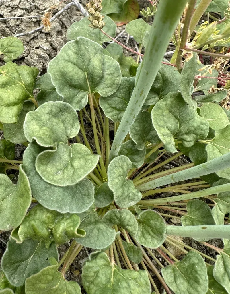 Hoover's Desert Trumpet