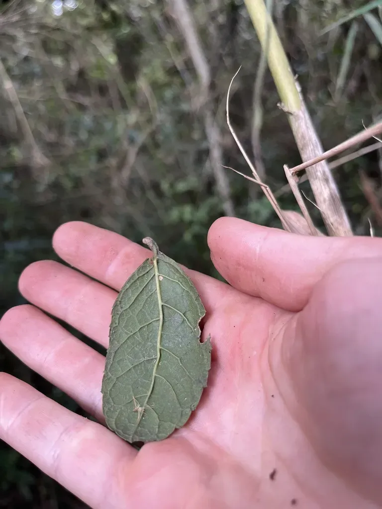 Citharexylum Sulcatum