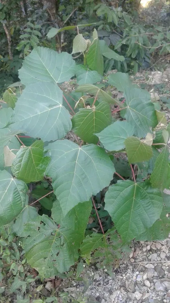 Macaranga Denticulata