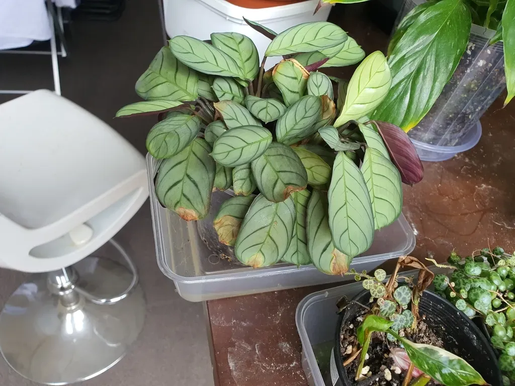 Fishbone Prayer Plant