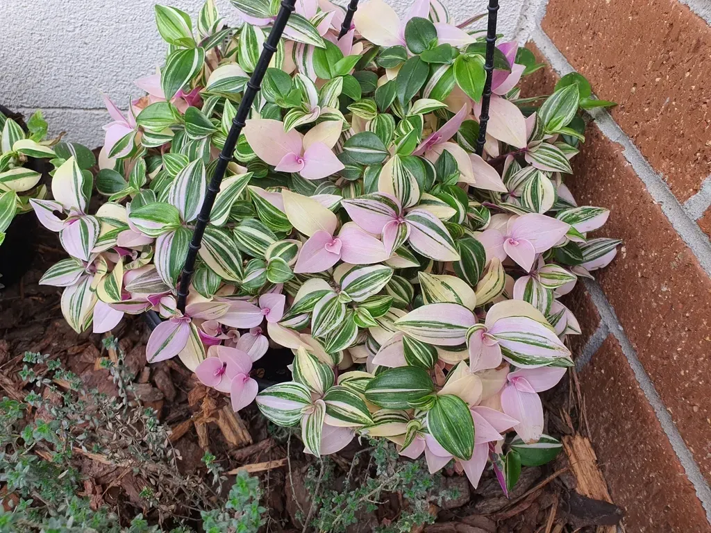 Tradescantia Mundula