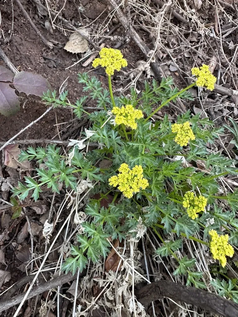 Stemless Indian Parsley