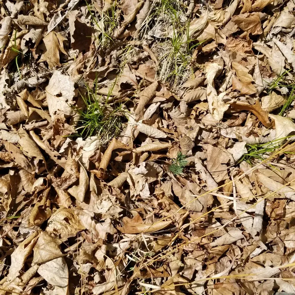 Virginia Shale Woodland Violet