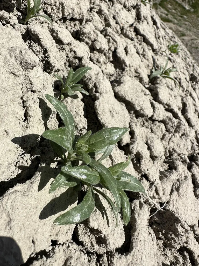 Thompson's Stickleaf