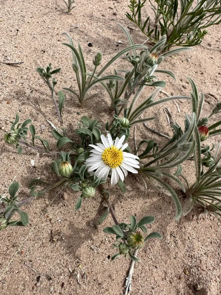 Annual Townsend Daisy