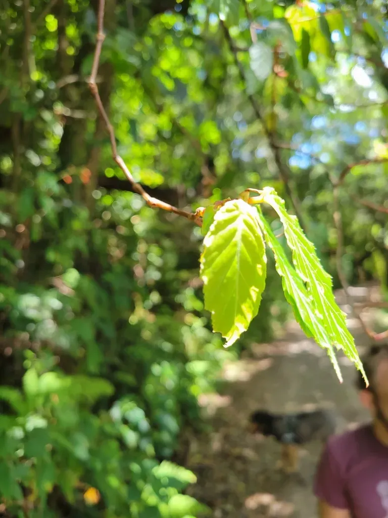 Begonia Estrellensis