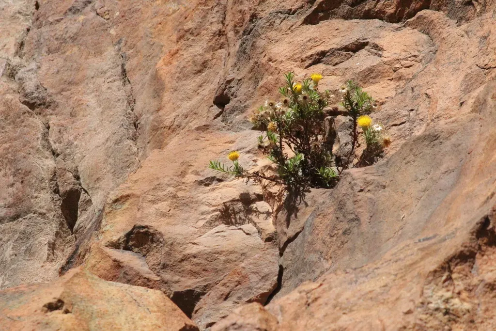 Pentatrichia Kuntzei