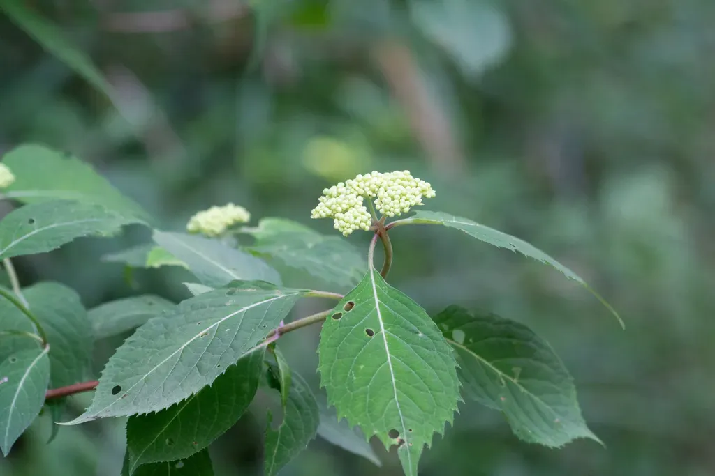 Mountain Hydrangea