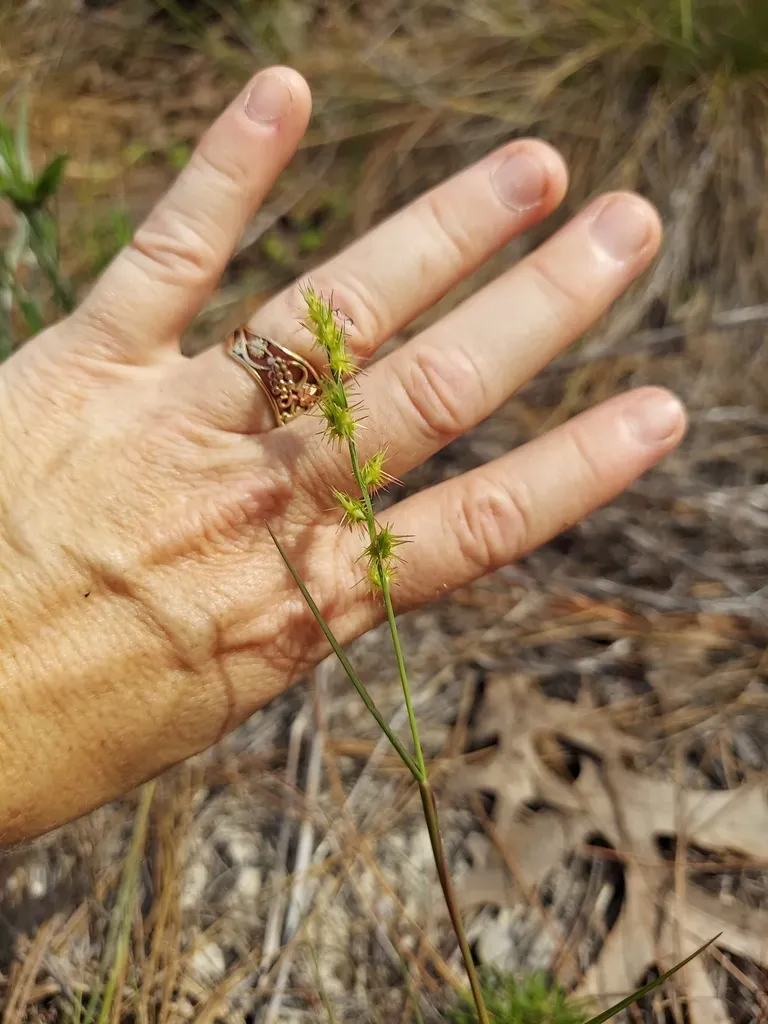 Slender Sandbur