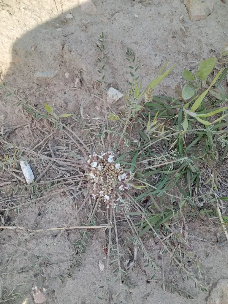 Astragalus Scabrisetus