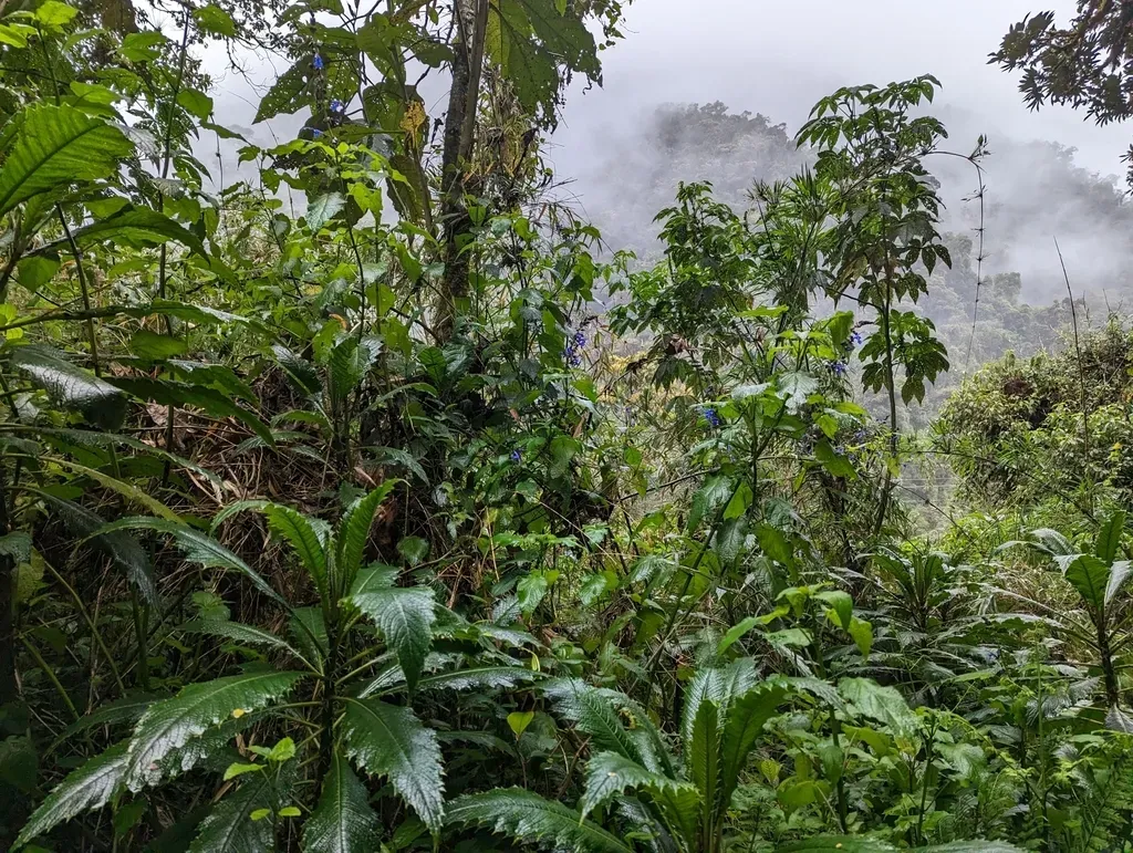 Salvia Pichinchensis