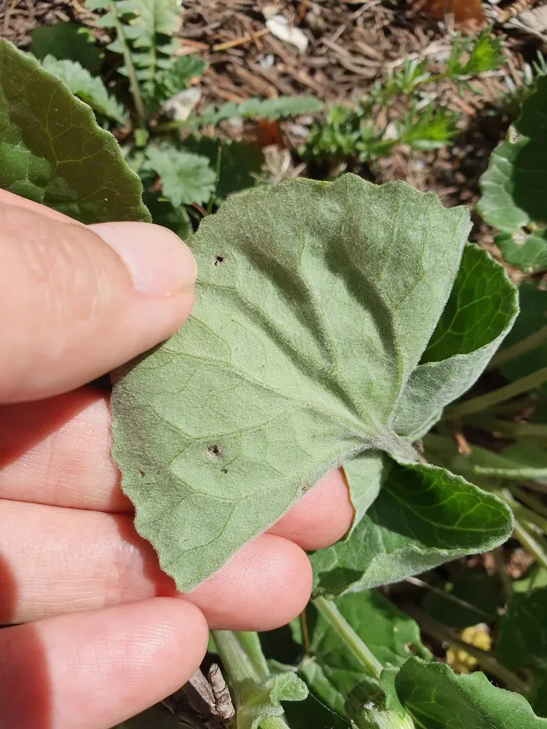 Senecio Perralderianus