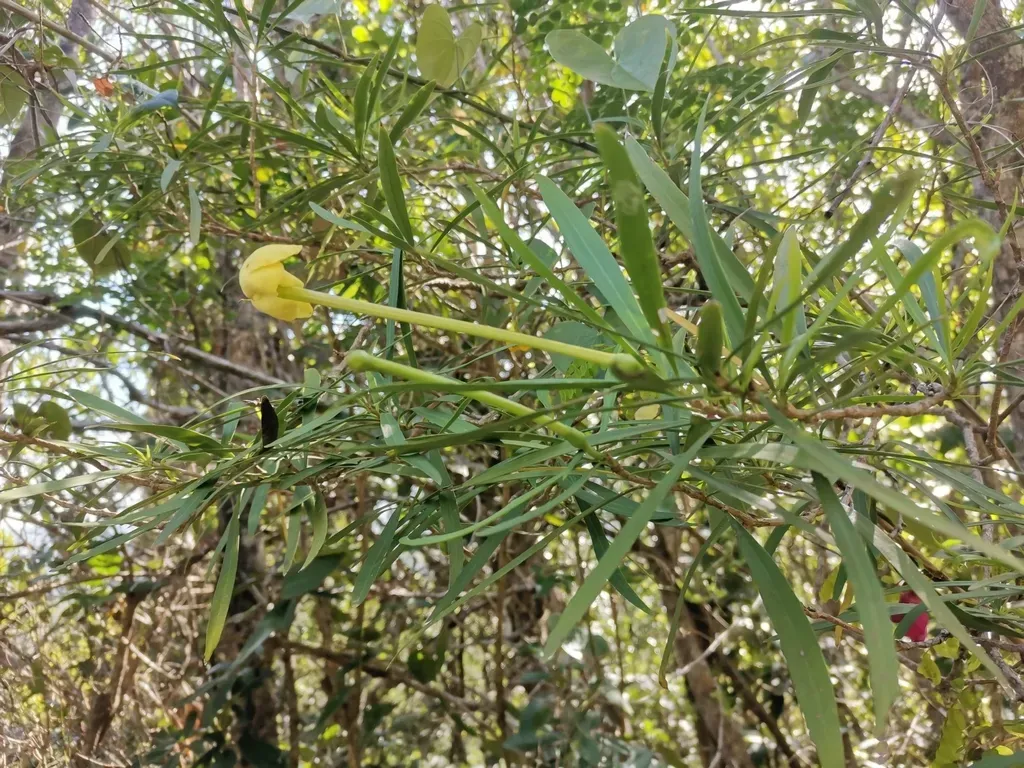 Sepentine Hill Raintree