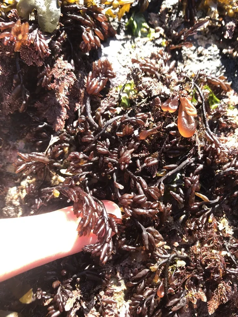 Neogastroclonium Subarticulatum