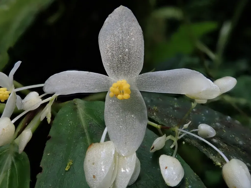 Begonia Maynensis