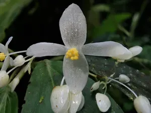 Begonia Maynensis