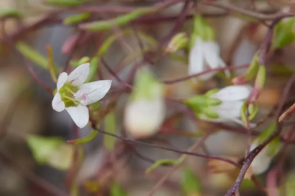 Nuttall's Threadplant