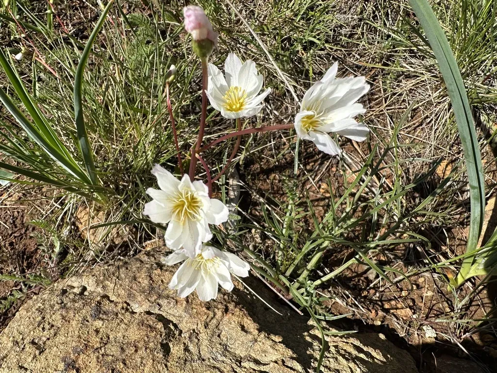 Opposite-leaved Lewisia