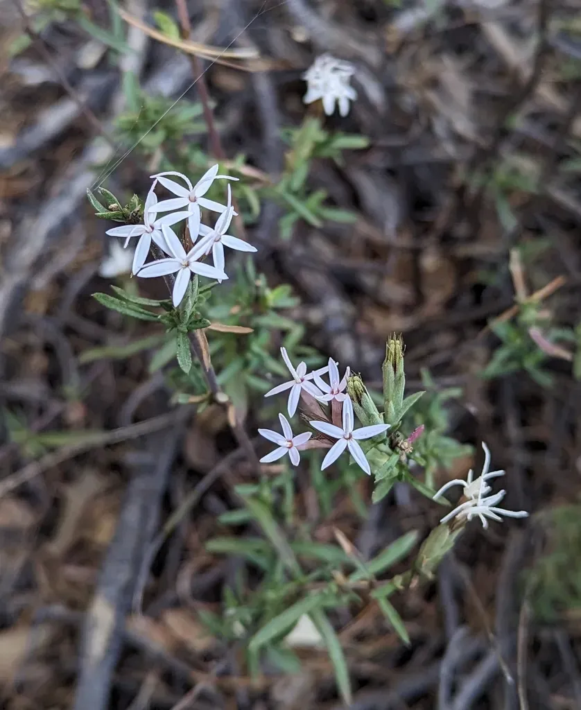 Bigelow's Bristlehead