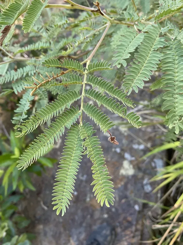 Acacia Glaucocarpa