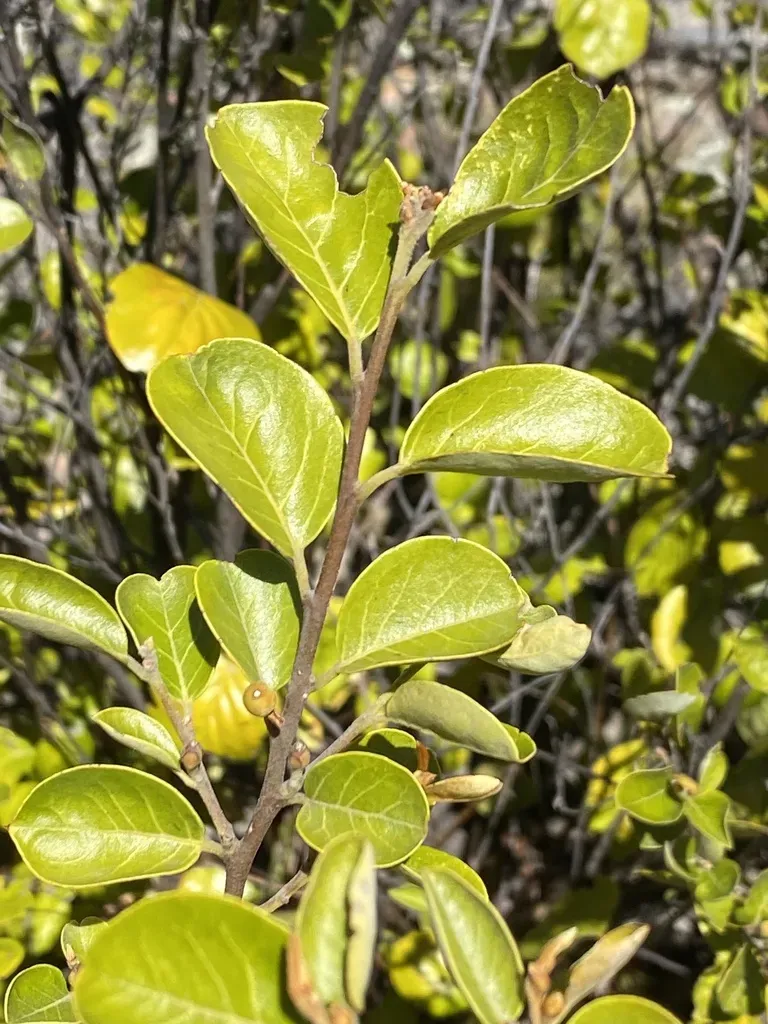 Petalostigma Pachyphyllum