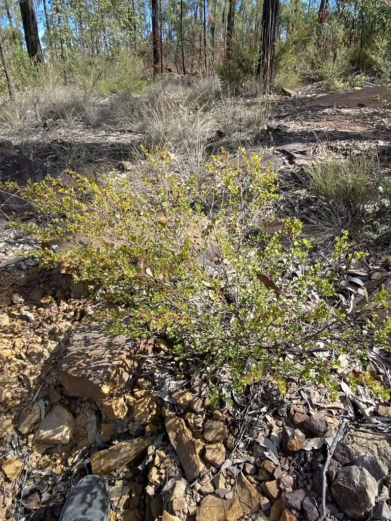 Triangle Leaved Hop Bush