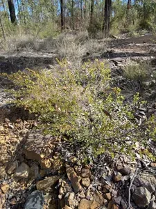 Triangle Leaved Hop Bush