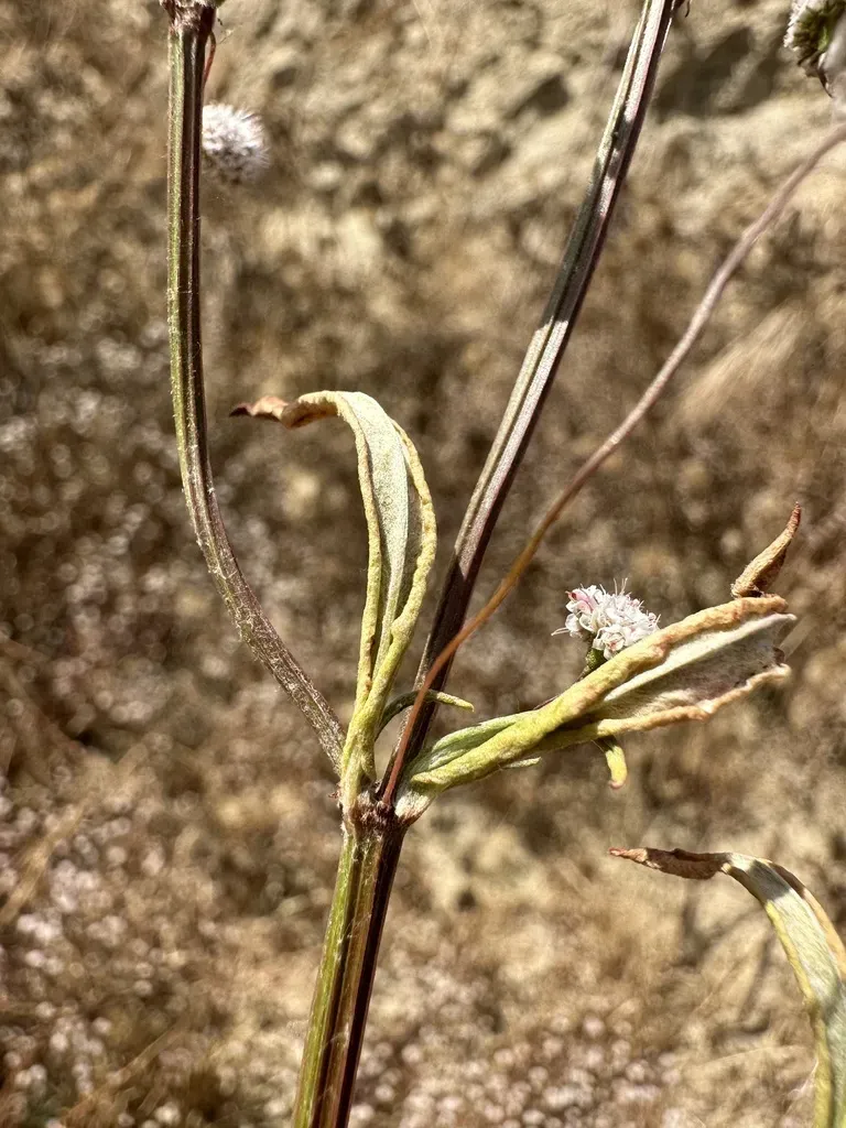 Anglestem Buckwheat
