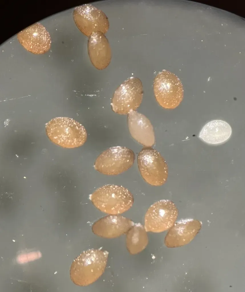 Triodanis Holzingeri