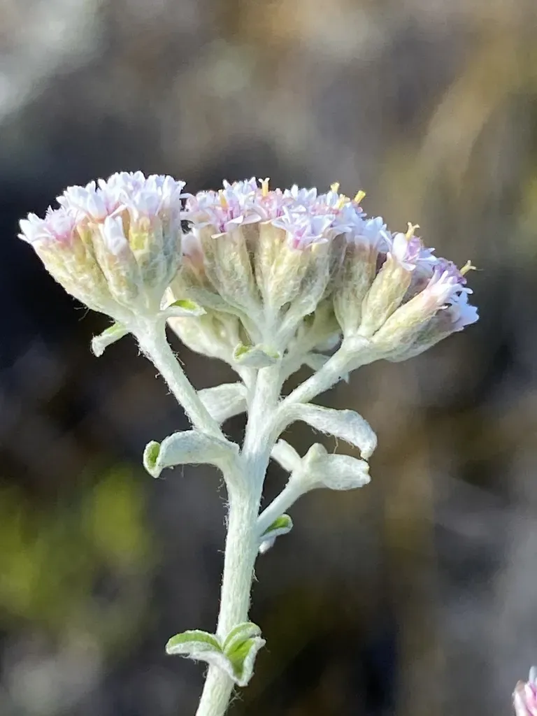 Plecostachys Polifolia