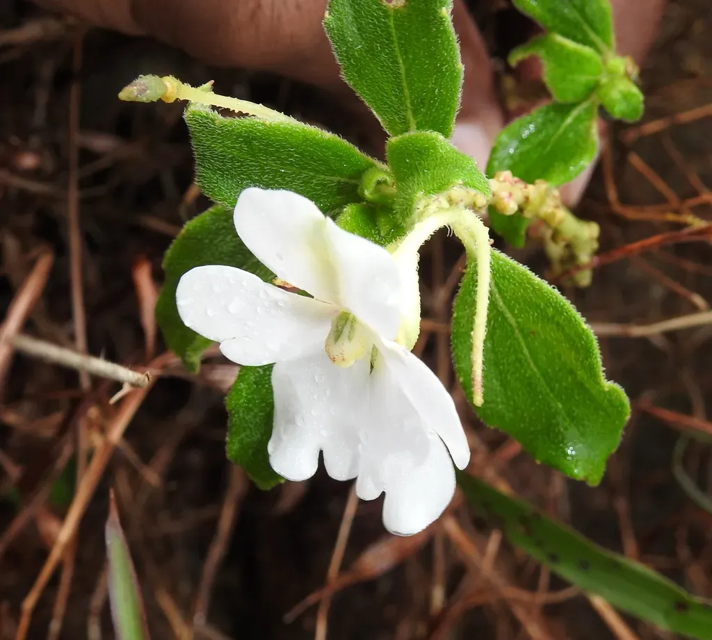 Impatiens Henslowiana