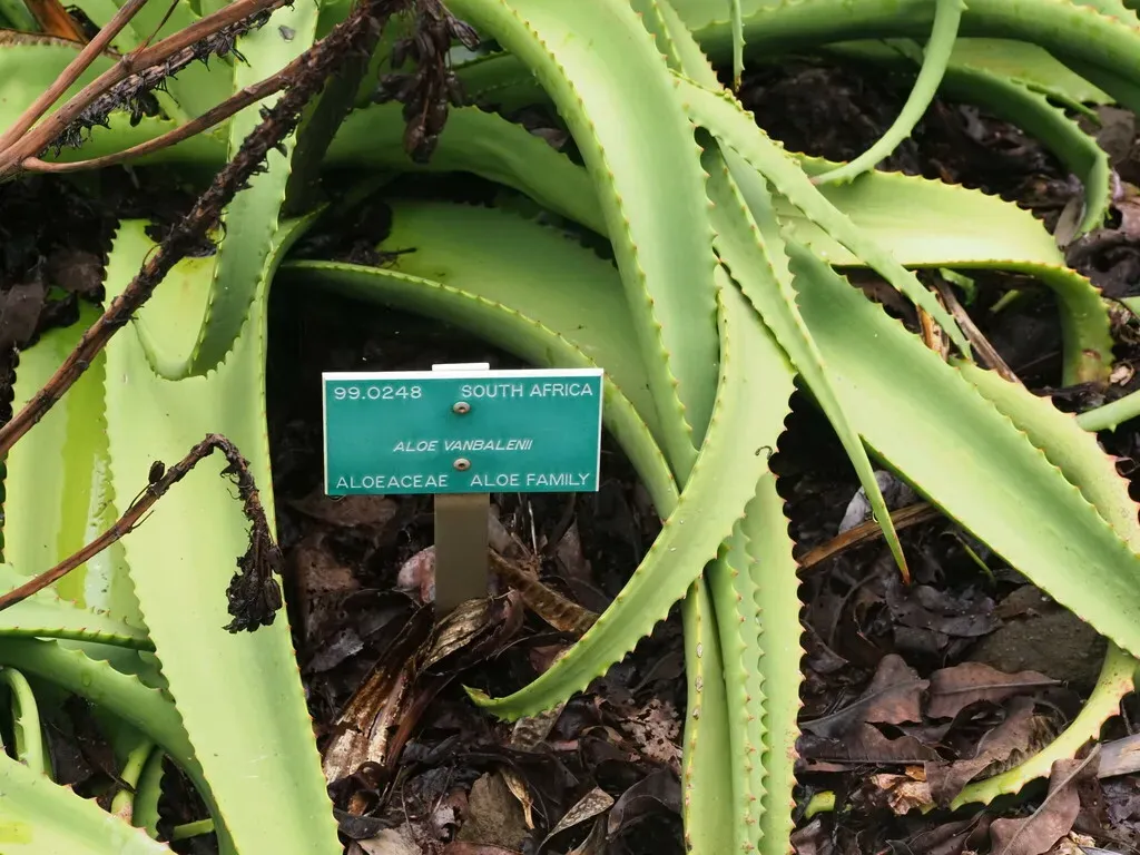 Van Balen's Aloe