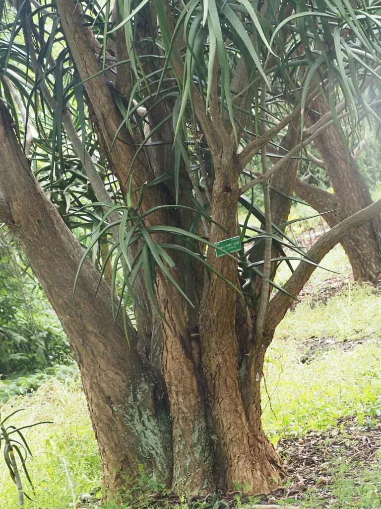 Somali Tree Aloe